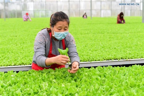 Lettuce Planting Base in Guizhou Busy to Meet Market Demand